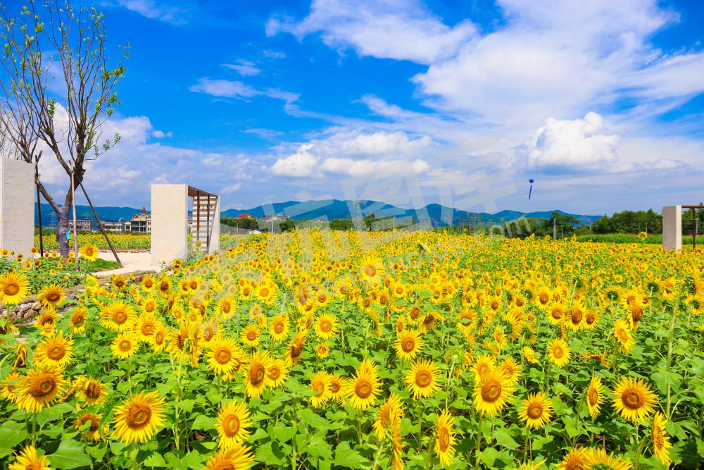 良渚遗址公园向日葵