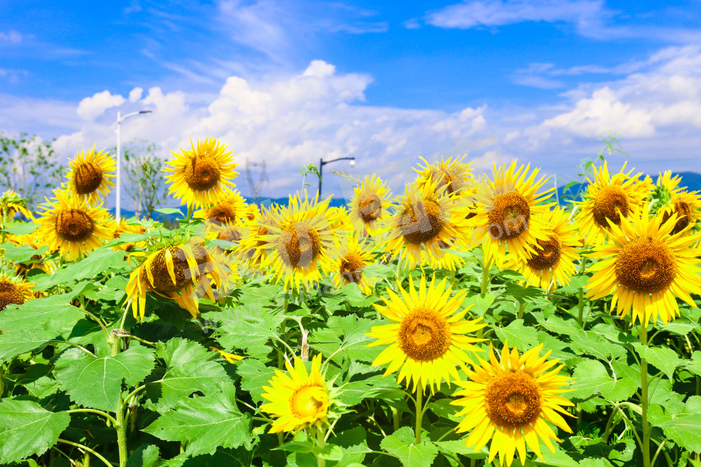 良渚遗址公园向日葵