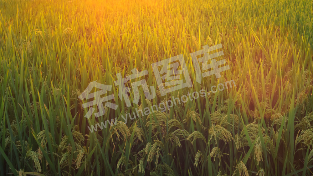 美丽新田园（径山镇前溪村） (3)