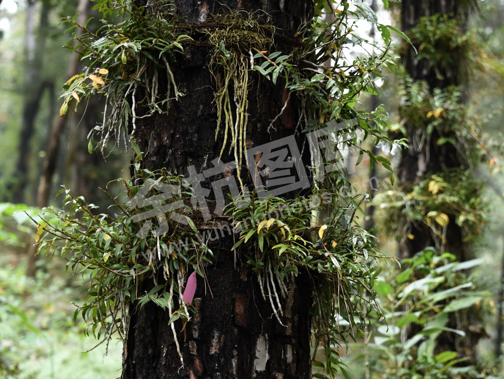 走进生态石斛在长乐1