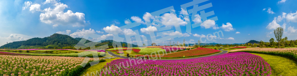 大美径山魅力花海5