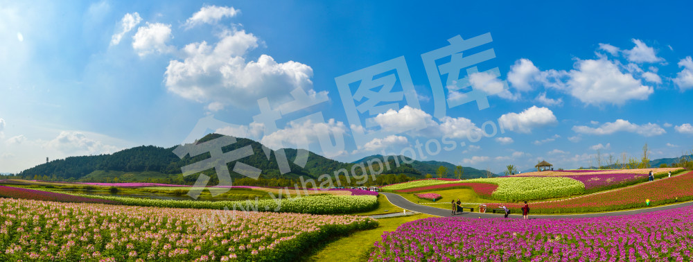 大美径山魅力花海1