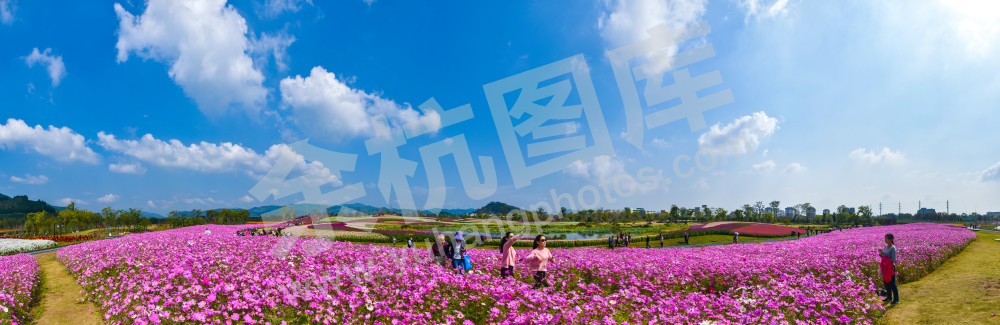 大美径山魅力花海3