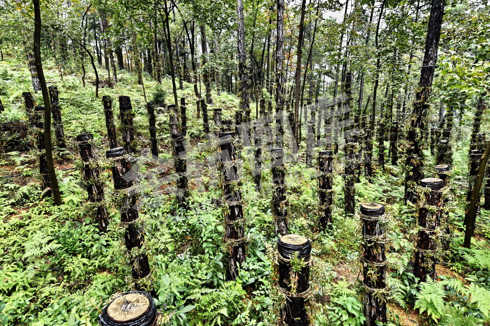 走进生态石斛在长乐4