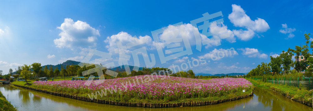 大美径山魅力花海6