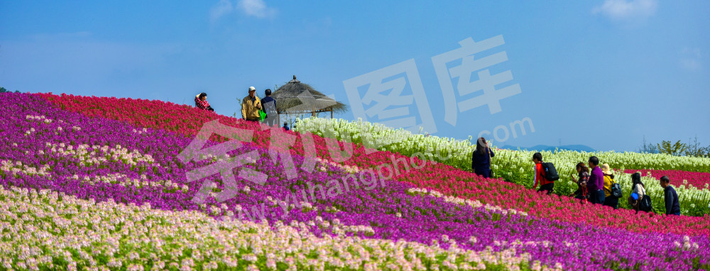 大美径山魅力花海11
