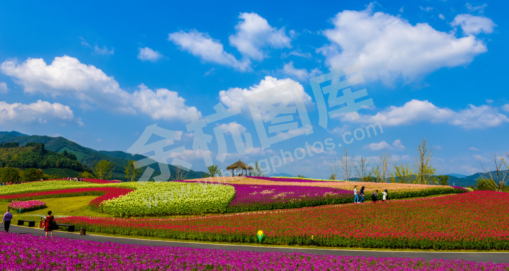 大美径山魅力花海8