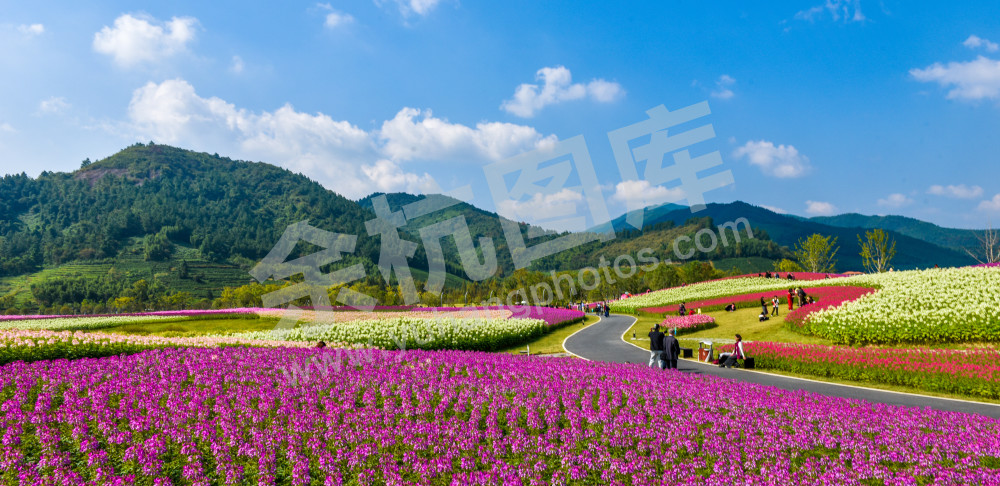 大美径山魅力花海7