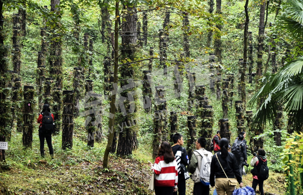 走进生态石斛在长乐2