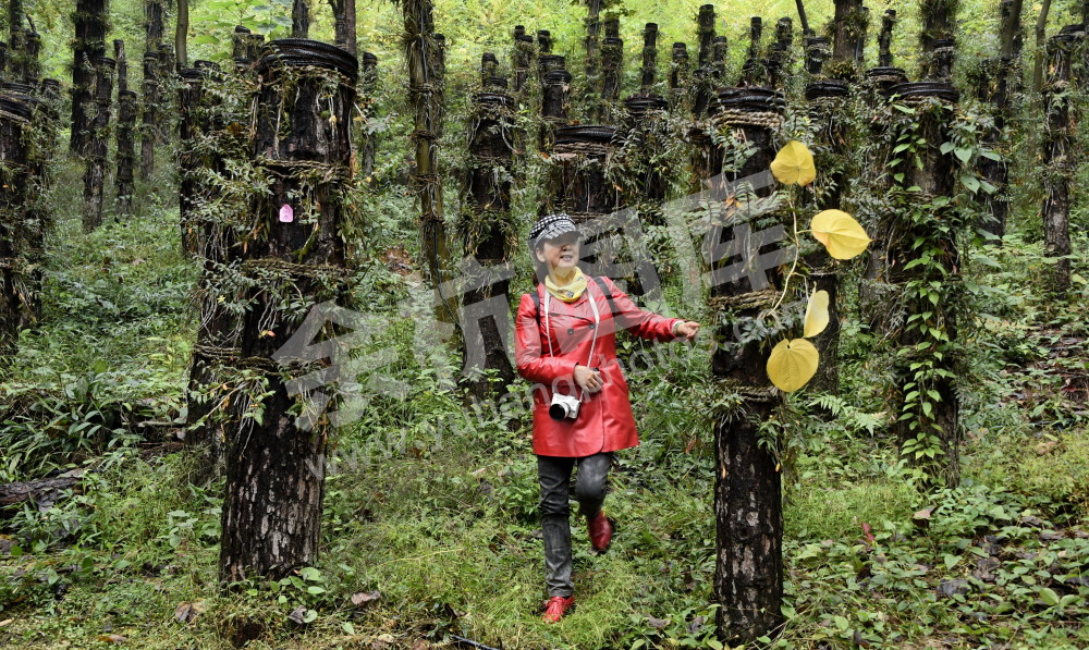 走进生态石斛在长乐3