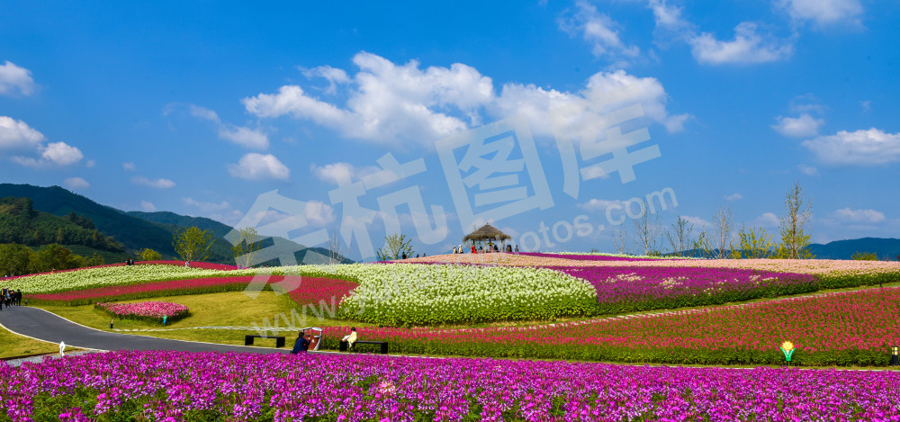 大美径山魅力花海10