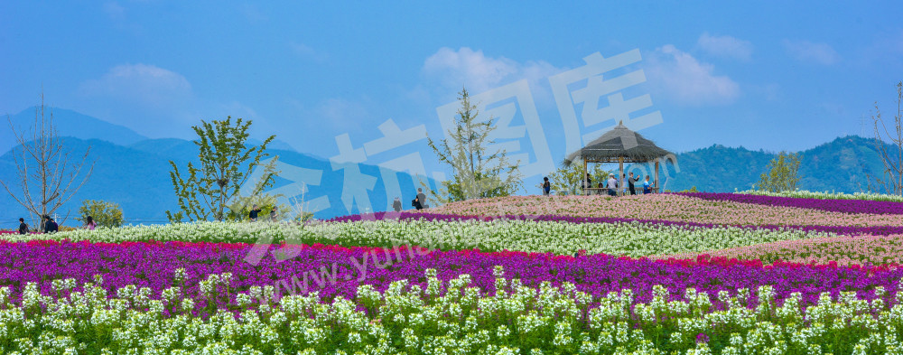 大美径山魅力花海12