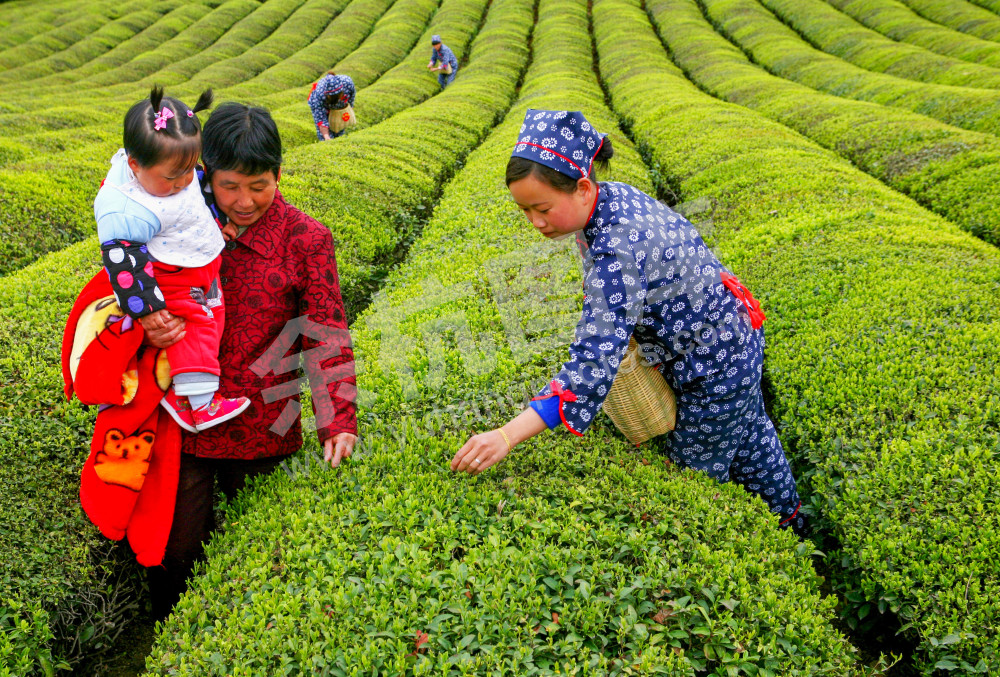 茶乡春色