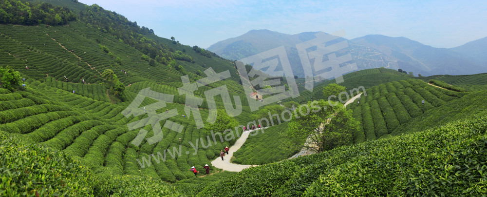 茶园春色