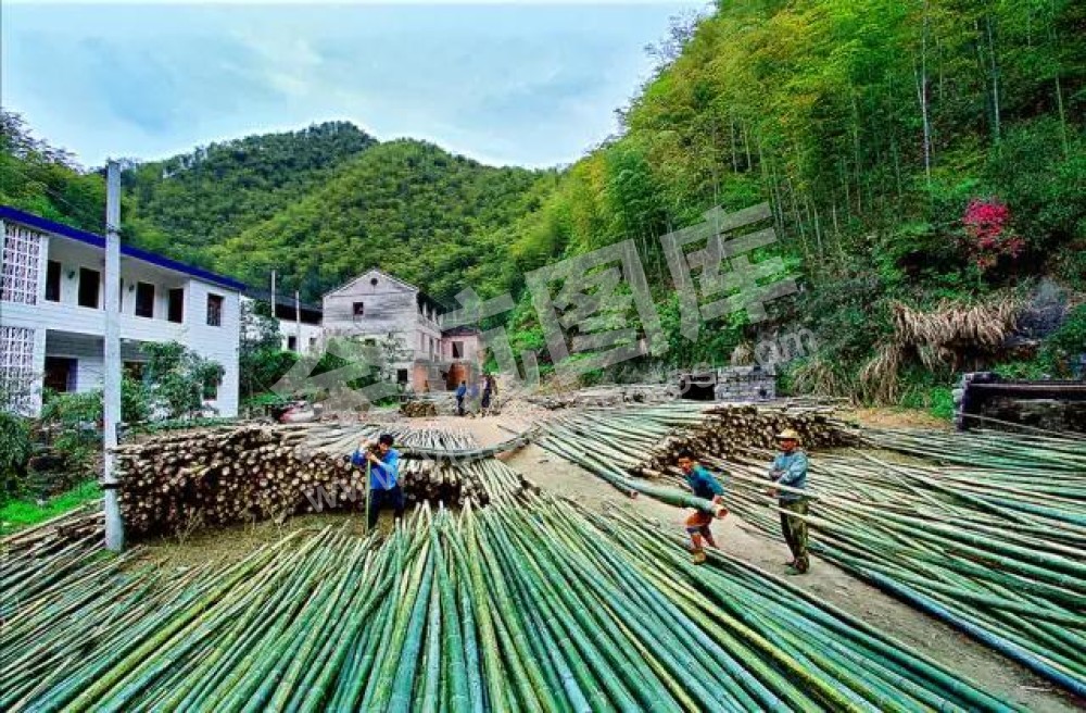 百丈竹子