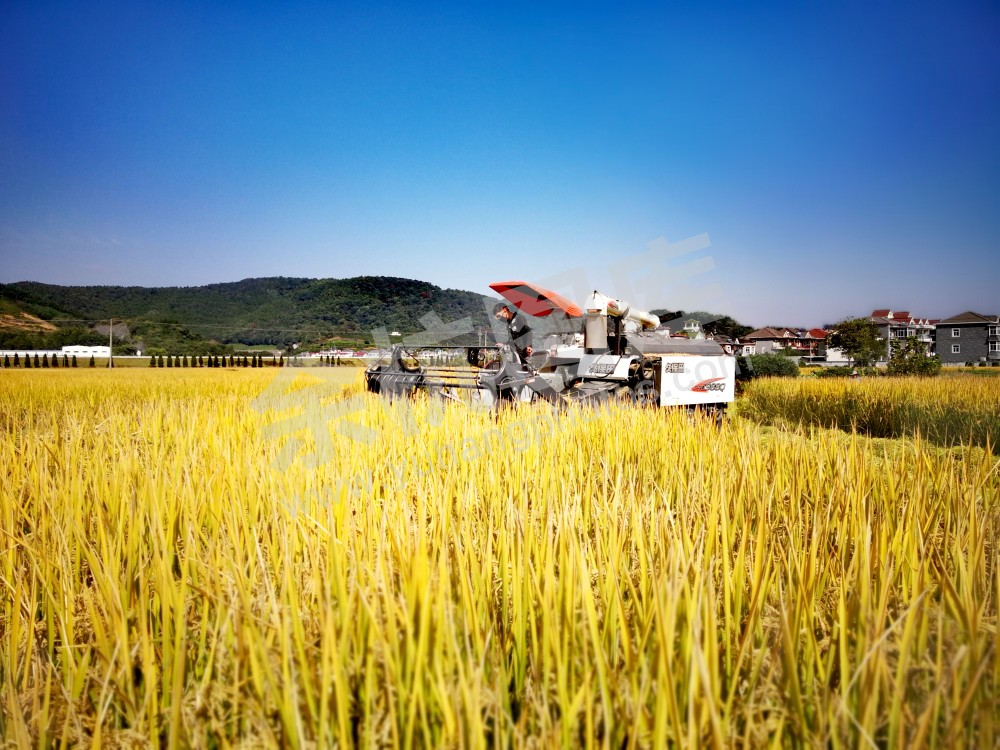 良渚街道纤石村粮经现代农业种植园