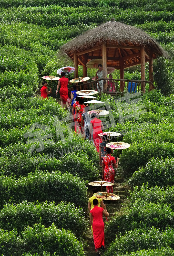  茶山丽影  (2).jpg