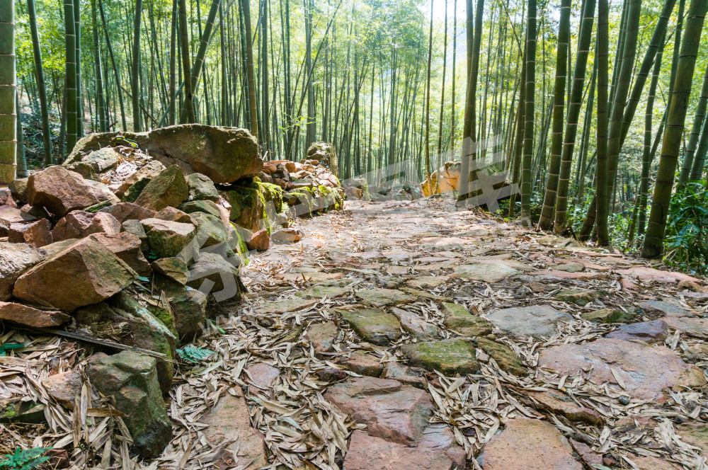 黄湖镇森林古道