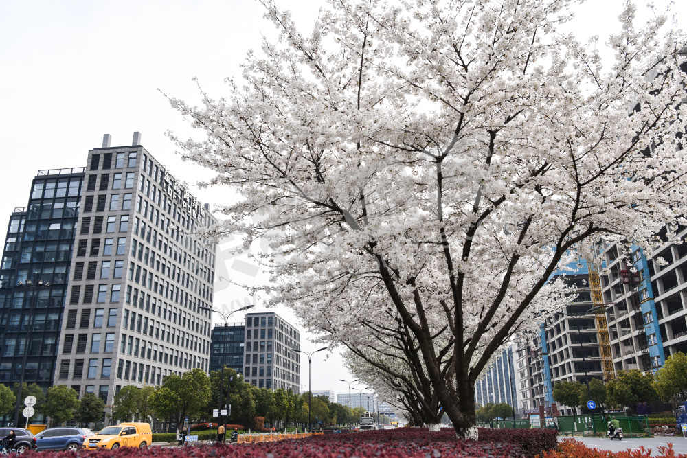 未来科技城良睦路