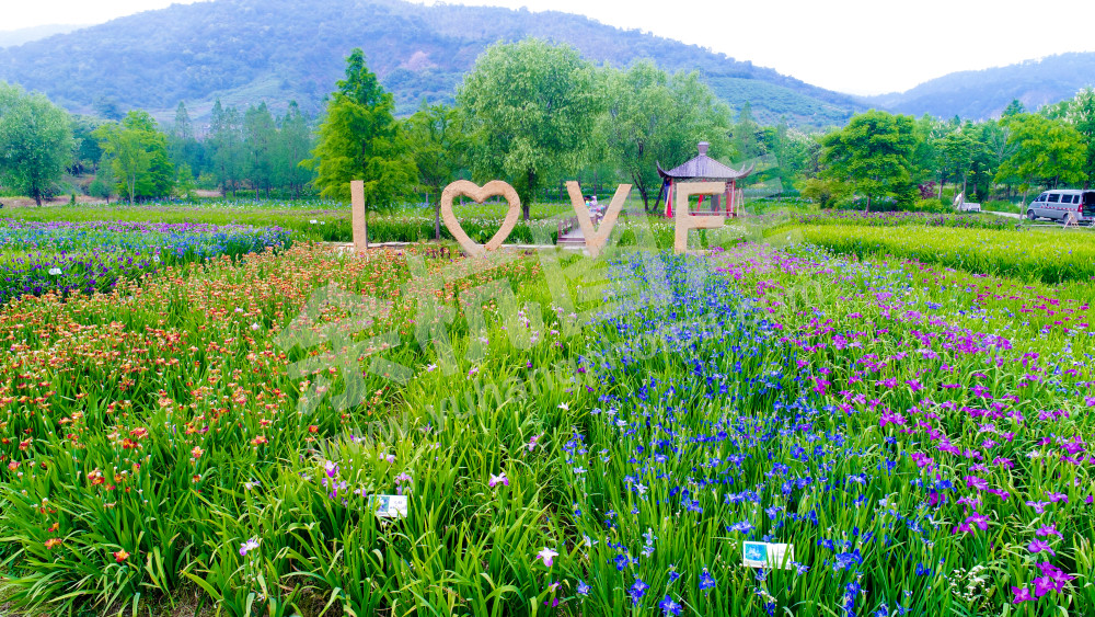 瓶窑镇鸢尾花开