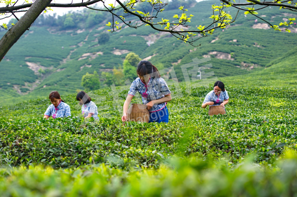 径山银泉茶厂