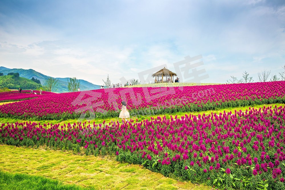 径山千花里花海农业园