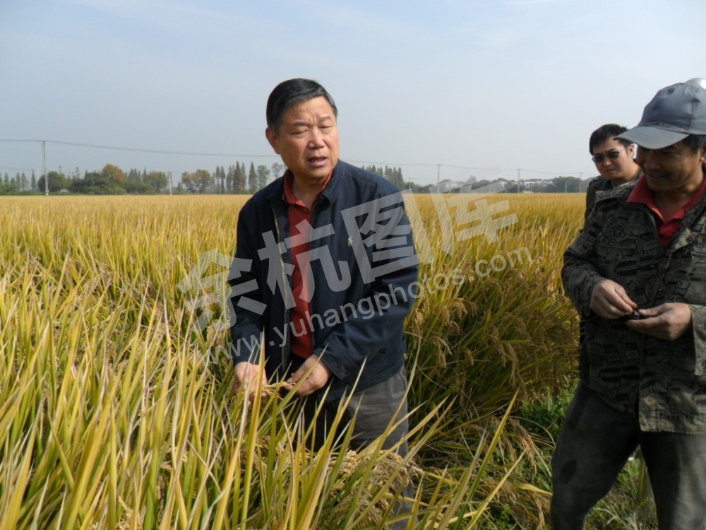 中国水稻研究所研究员朱德峰现场指导径山镇麻车头村杂交稻超高产攻关