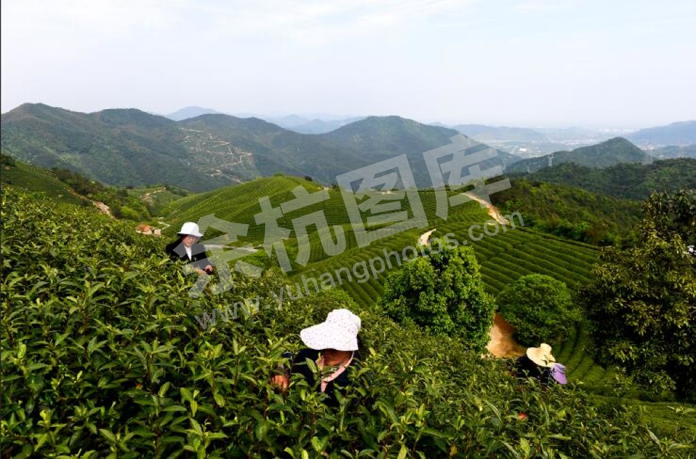 径山兰花坪茶园