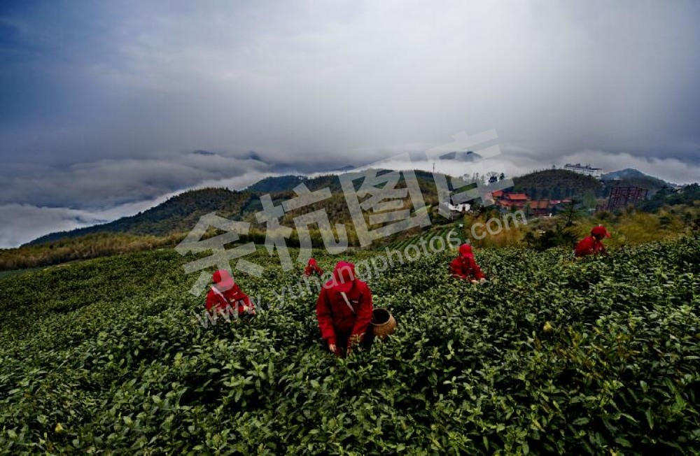径山放生池茶园