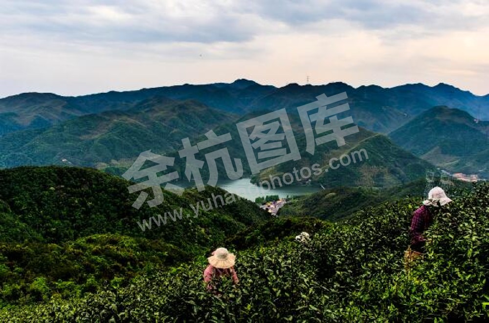 径山兰花坪茶园