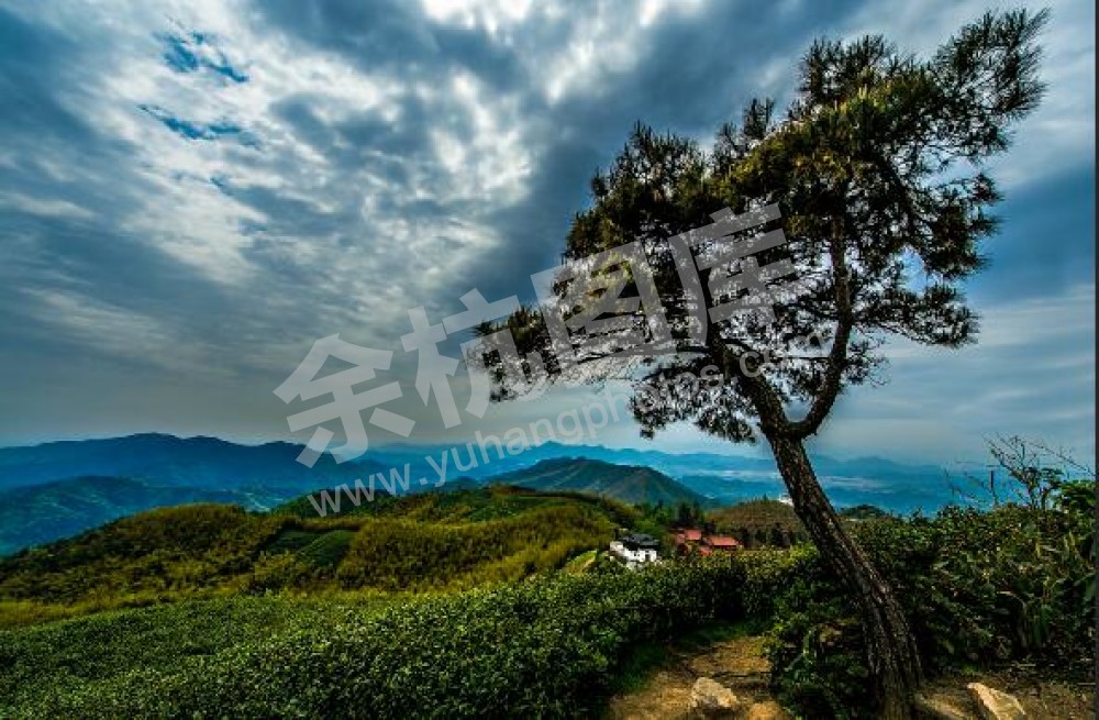 径山放生池茶园