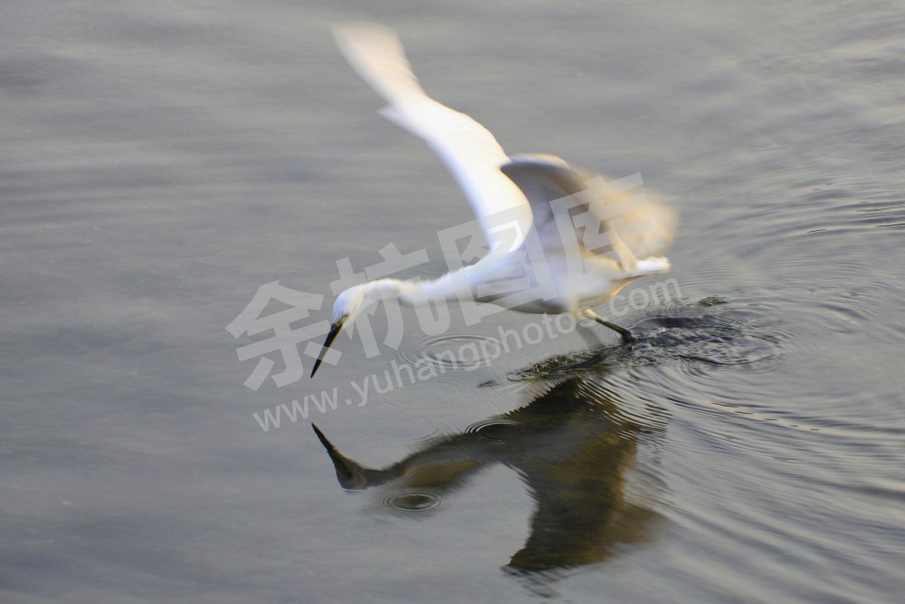 生态环境（白鹭）