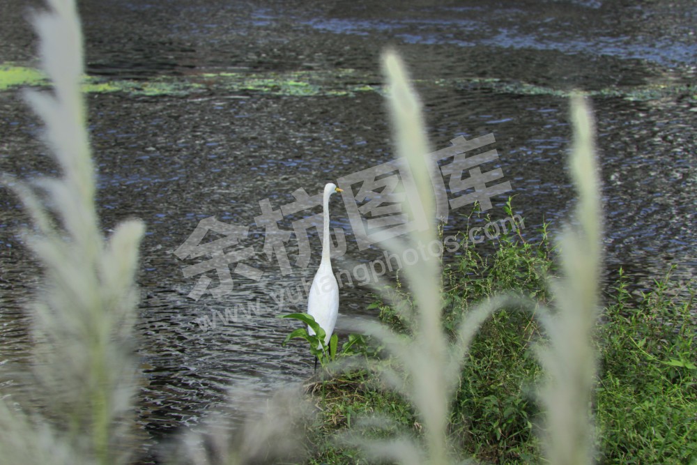 生态环境（白鹭）