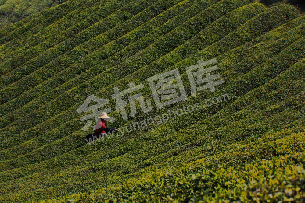 采茶季