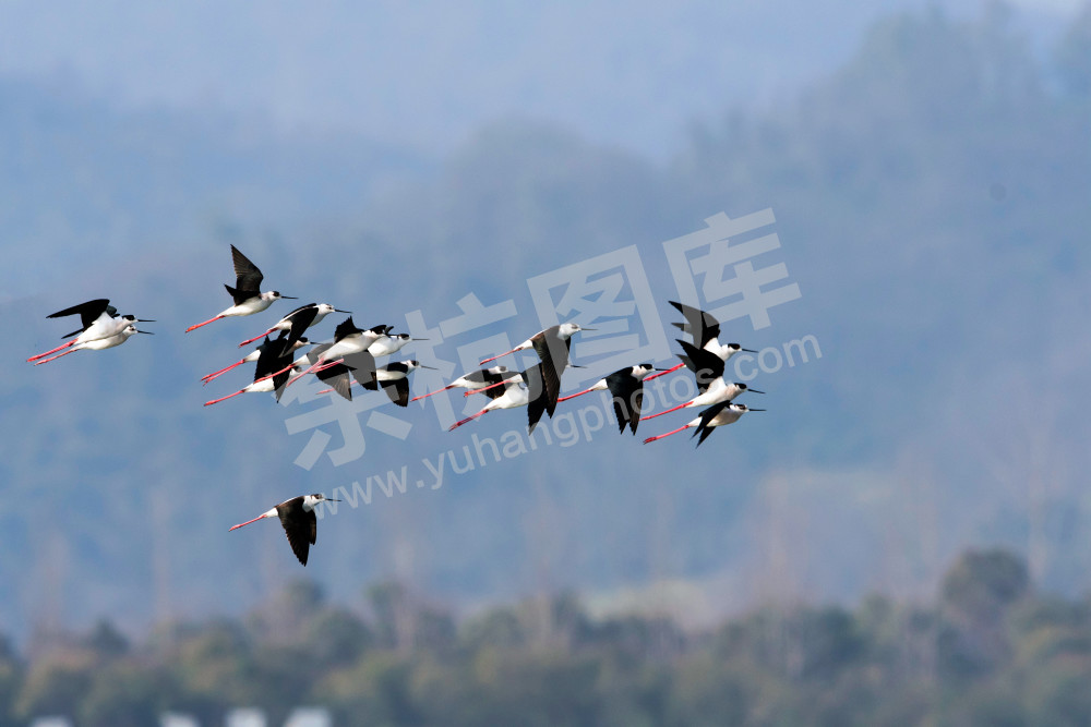 《家乡来了新朋友 》