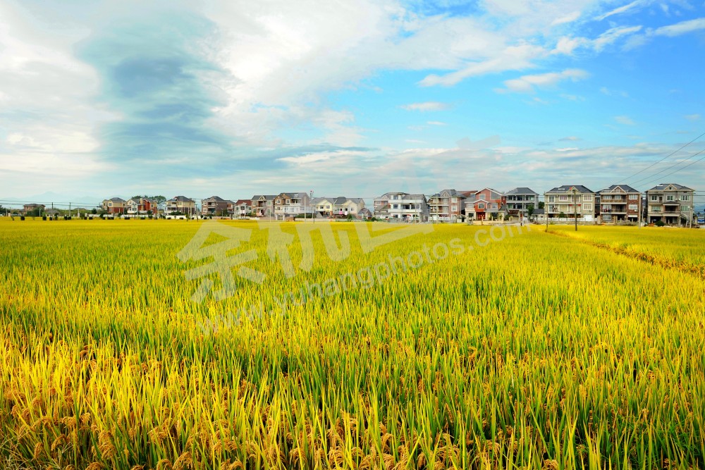 《美丽乡村》