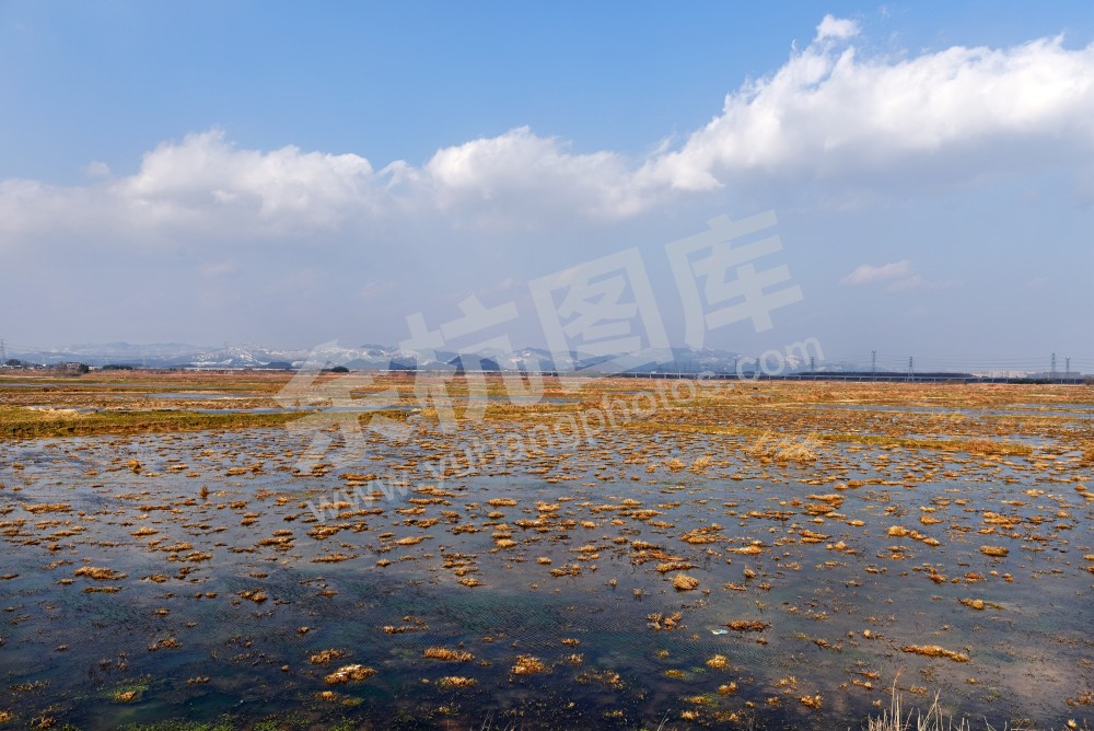 《北湖草荡冬景》