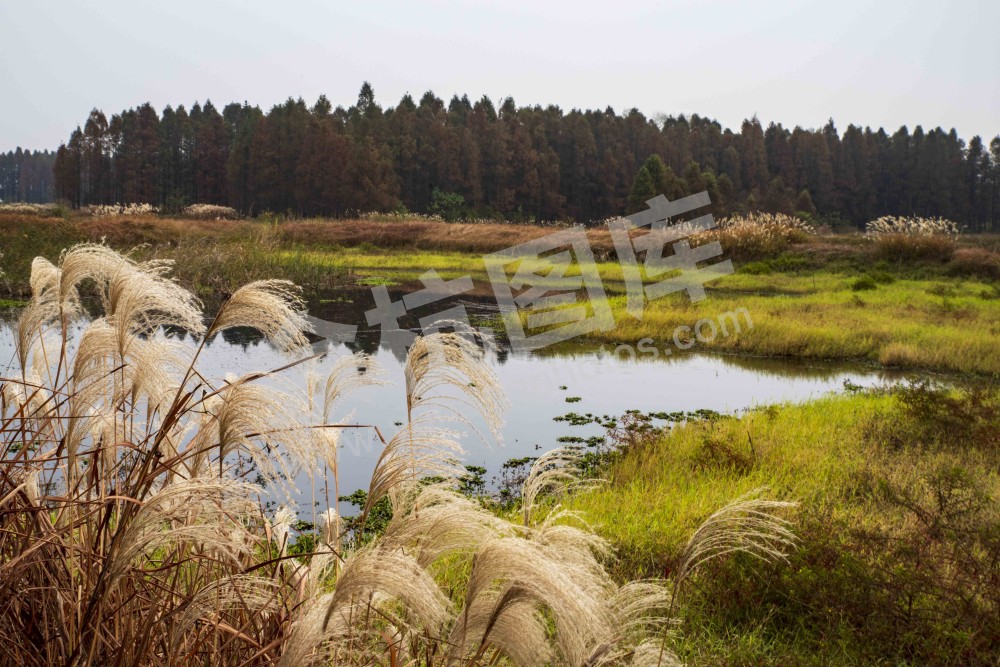 北湖草荡