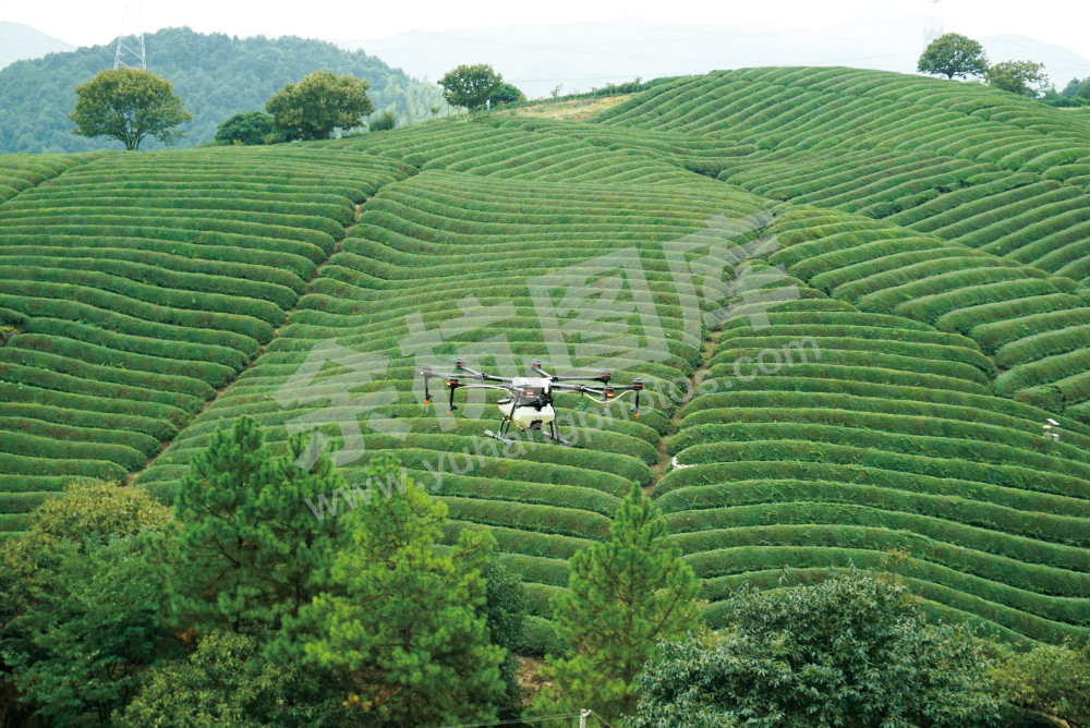 径山茶叶无人机植保