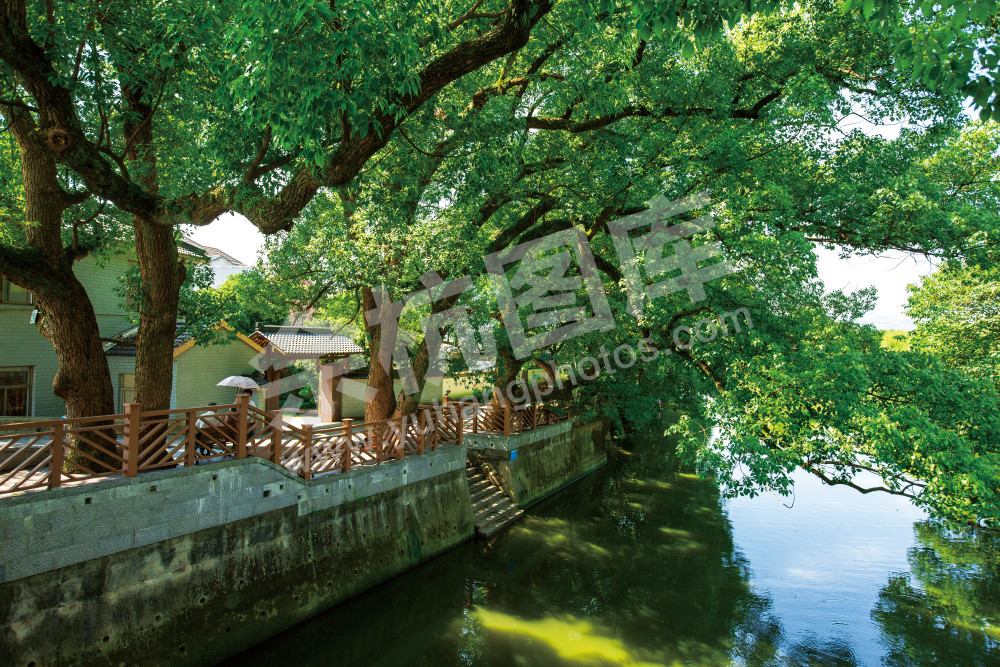 闲林新十景之&ldquo;三樟映翠&rdquo;