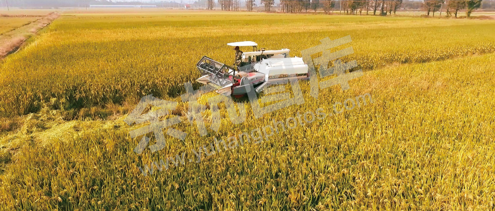 长岗农场粮食示范区