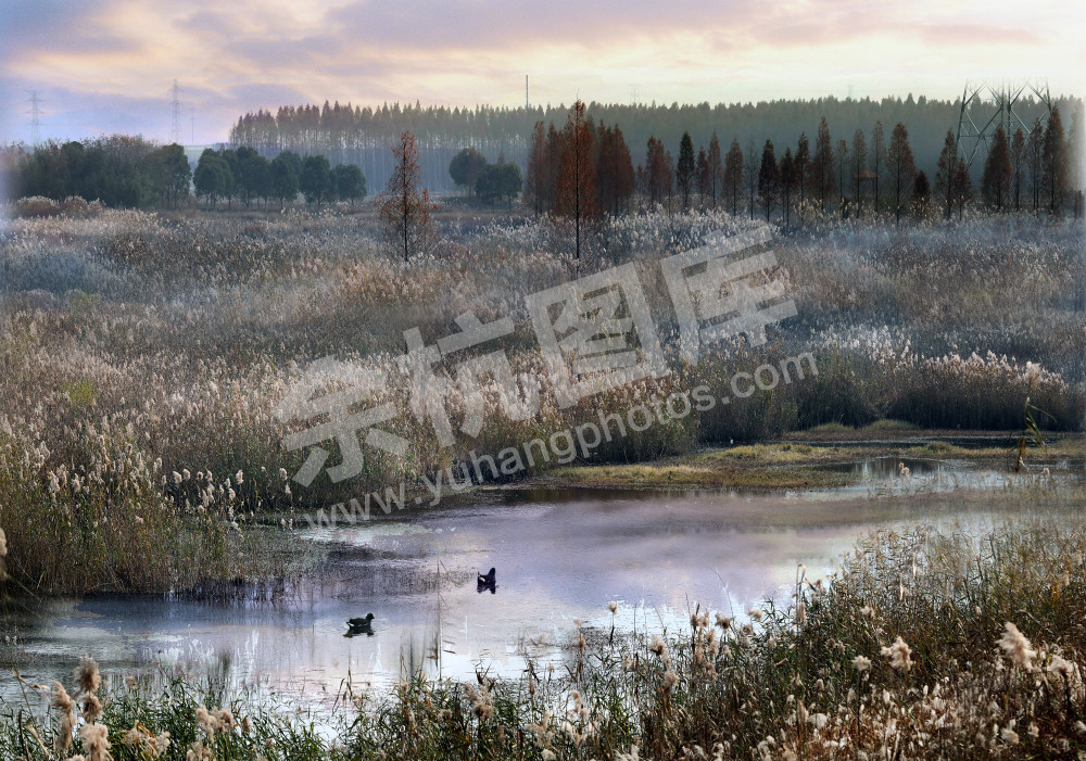 秋风起，芦花白