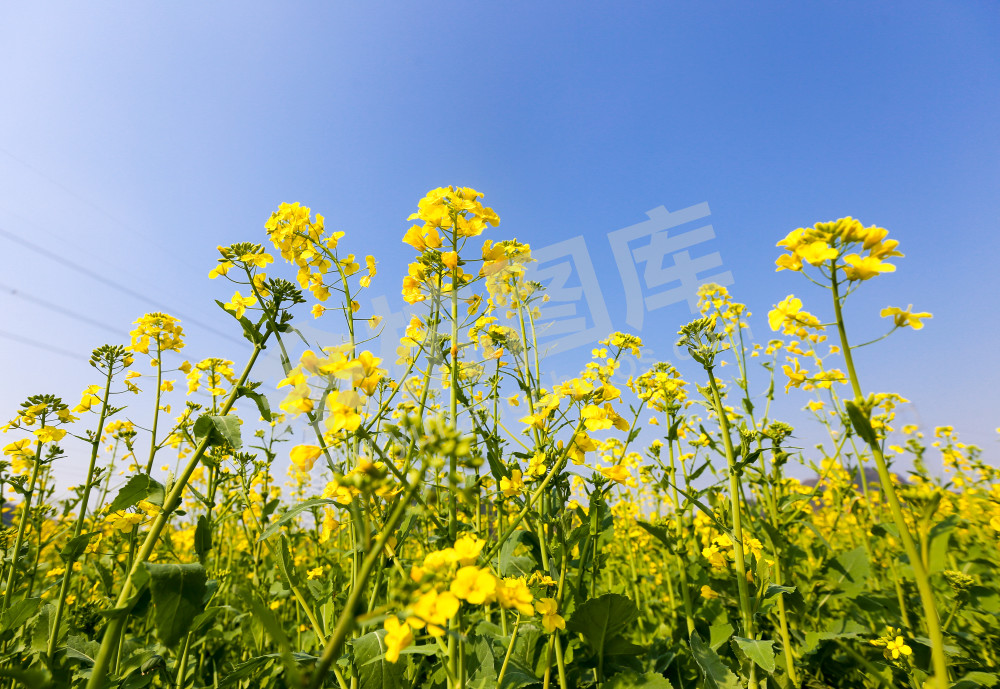 油菜花田