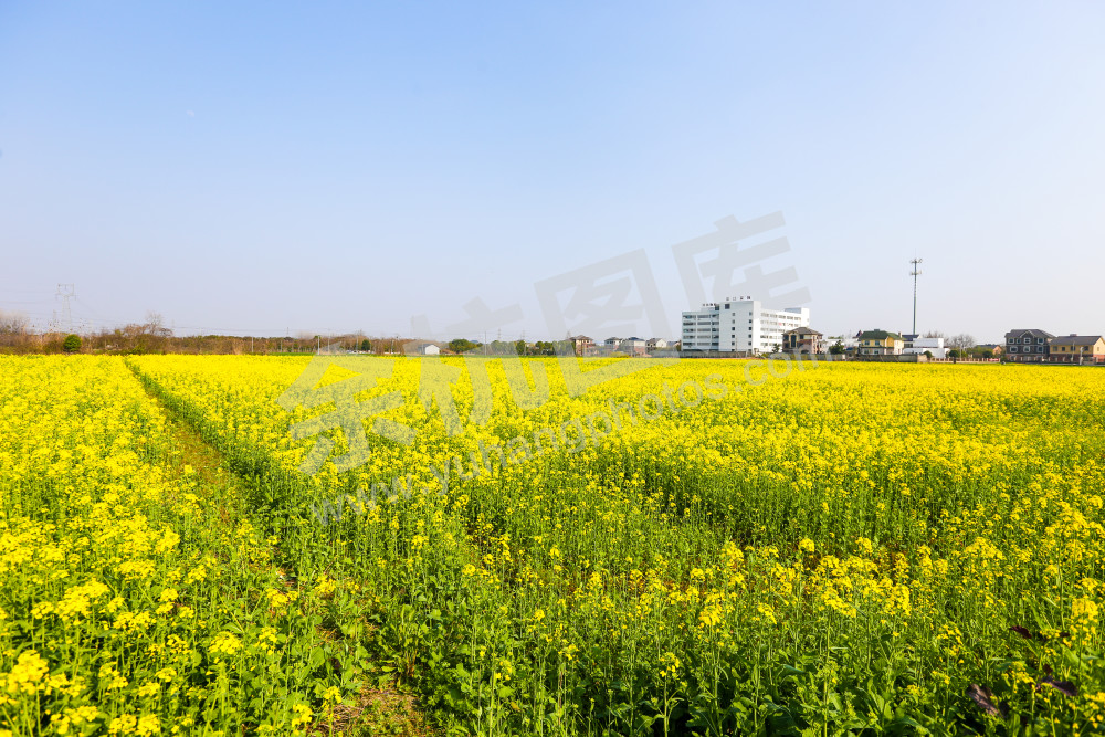 油菜花田