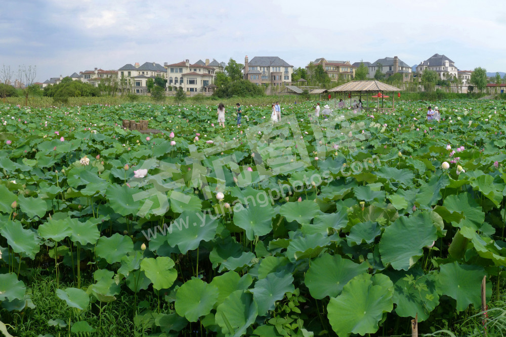 接天莲叶无穷碧