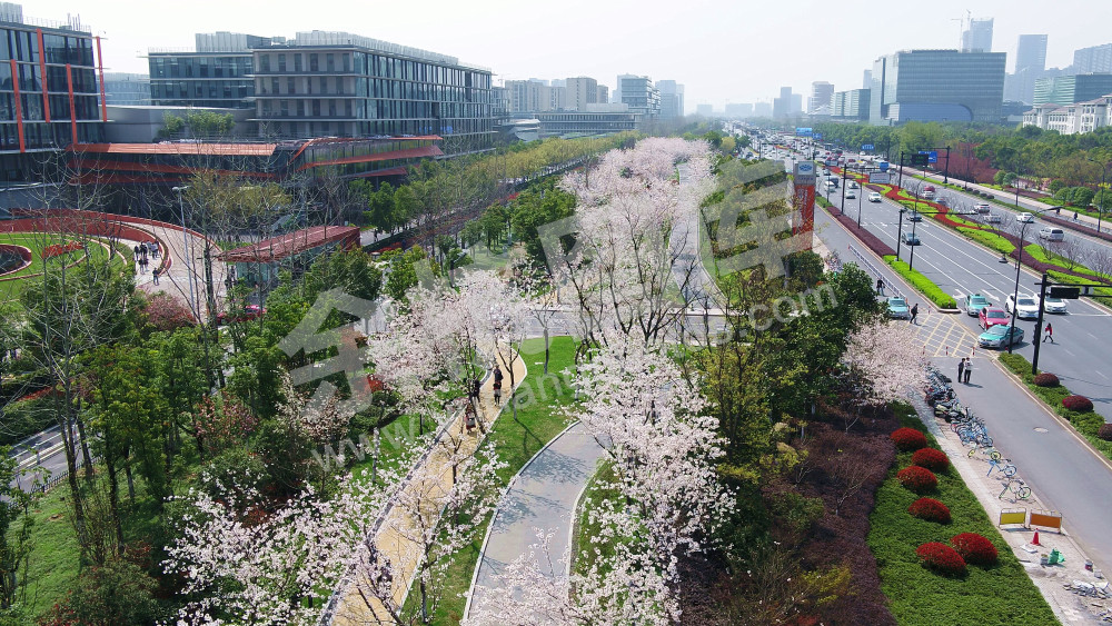 未来科技城樱花大道