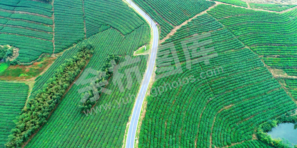 牛头山茶园绿道