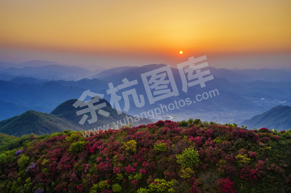 百丈平天堂杜鹃