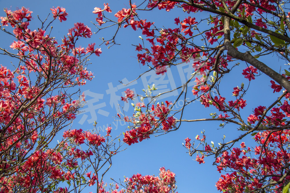 百丈平天堂杜鹃