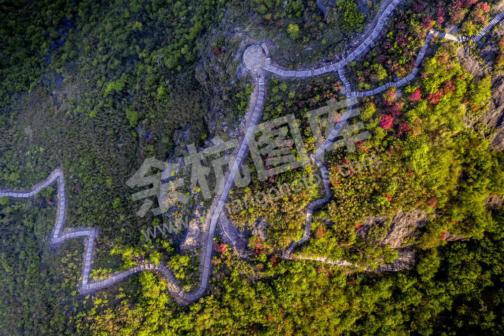 百丈平天堂杜鹃